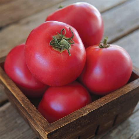 momotaro tomato information